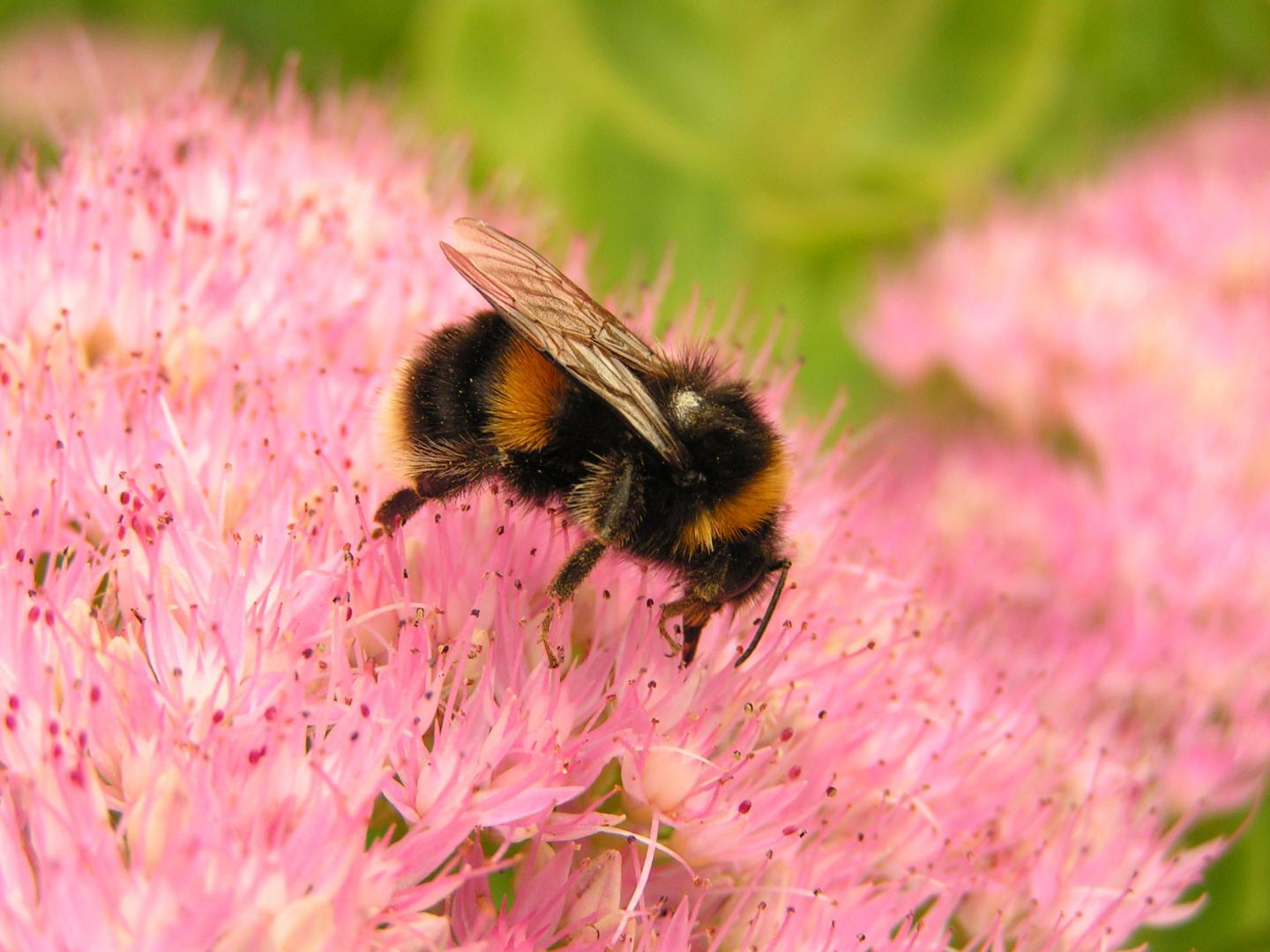 Abeille sur fleur rose