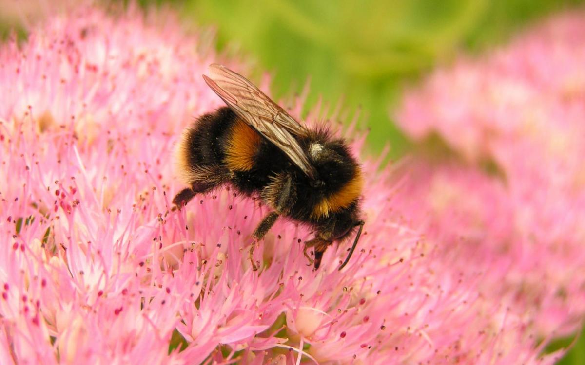 Abeille sur fleur rose