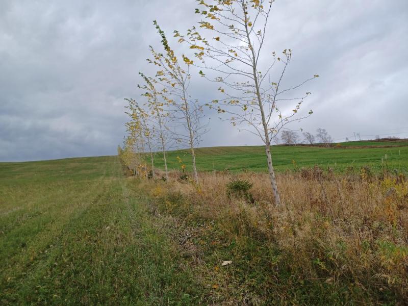 Haie brise-vent comestible