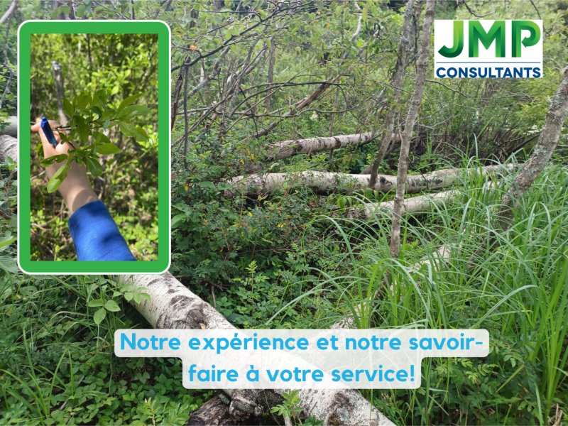 Les milieux humides