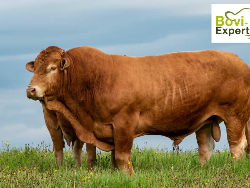 Mieux vendre ses bovins au Québec: pourquoi être bien accompagné fait vraiment la différence