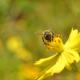 Au Bas-Saint-Laurent, protégeons les abeilles 
