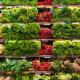 L’augmentation des prix à l’épicerie et son impact sur les maillons de la chaîne alimentaire 
